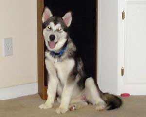 Hudons Malamutes - Kenzi