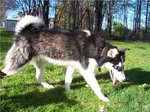 Hudsons Malamutes - Khali