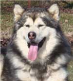 Hudsons Malamutes - Kibo