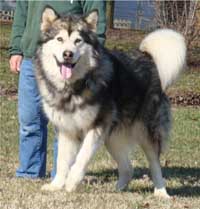 Hudsons Malamutes - Kibo