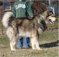 Hudsons Malamutes - Kibo