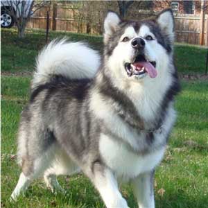 Hudsons Malamutes - Kibo