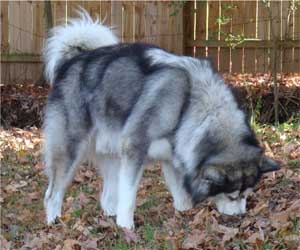 Hudsons Malamutes - Kibo