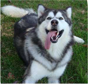 Hudsons Malamutes - Kibo