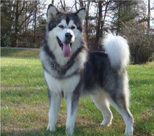 Hudsons Malamutes - Kibo