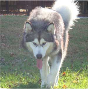 Hudsons Malamutes - Kibo