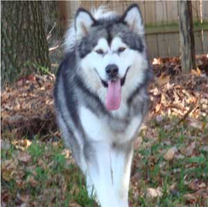 Hudsons Malamutes - Kibo