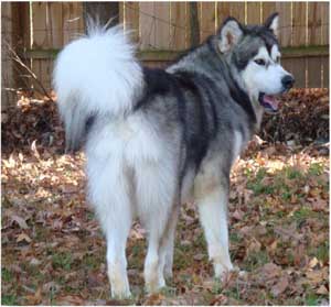 Hudsons Malamutes - Kibo