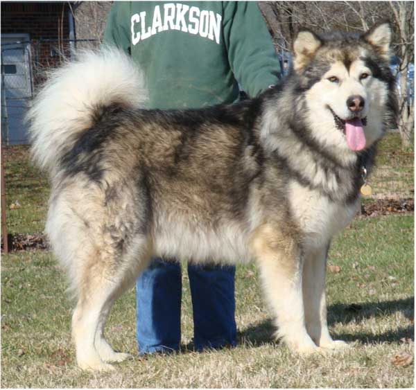 Hudsons Malamutes - Kibo