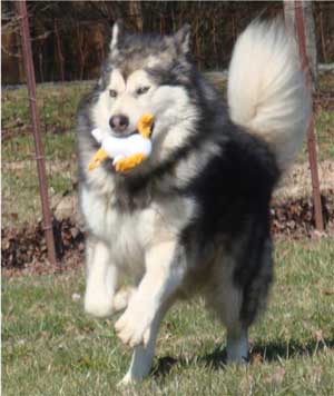 Hudsons Malamutes - Kibo