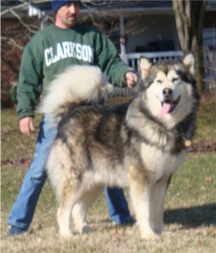 Hudsons Malamutes - Kibo