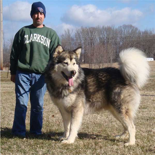 Hudsons Malamutes - Kibo