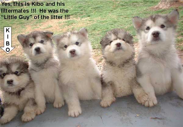 Hudsons Malamutes - Kibo