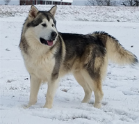 Hudsons Malamutes - Kiev