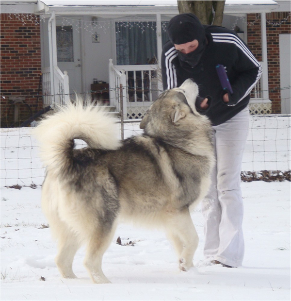 Hudsons Malamutes - Kiev