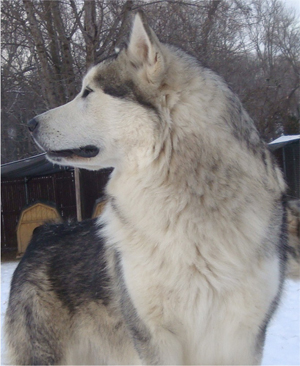 Hudsons Malamutes - Kiev