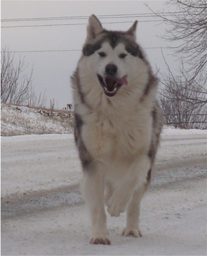 Hudsons Malamutes - Kiev