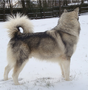 Hudsons Malamutes - Kiev