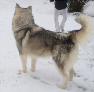 Hudsons Malamutes - Kiev