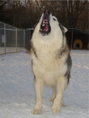 Hudsons Malamutes - Kiev