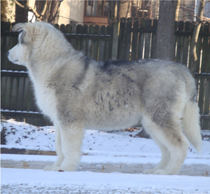 Hudsons Malamutes - Kiev