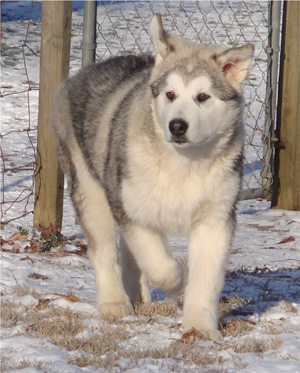 Hudsons Malamutes - Kiev