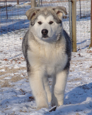 Hudsons Malamutes - Kiev