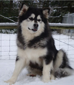 Hudsons Malamutes - Kinji 