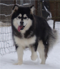 Hudsons Malamutes - Kinji 