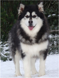 Hudsons Malamutes - Kinji 