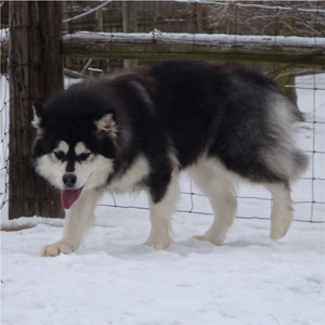 Hudsons Malamutes - Kinji 