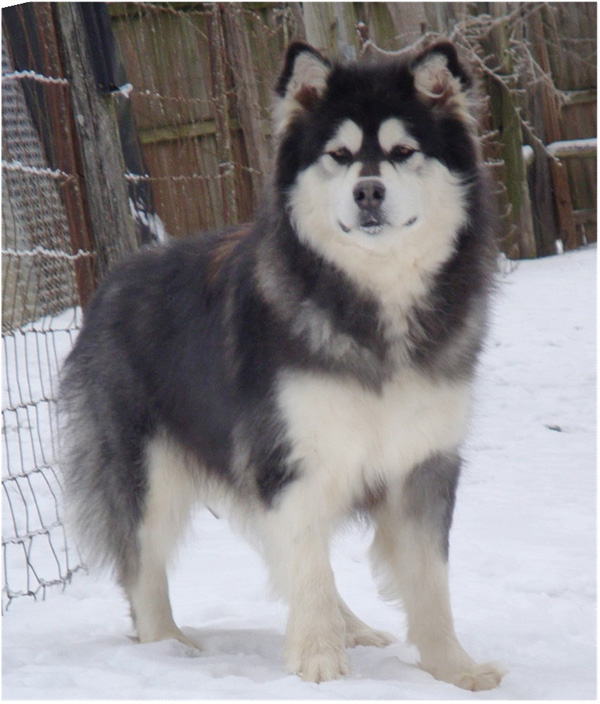 Hudsons Malamutes - Kinji
