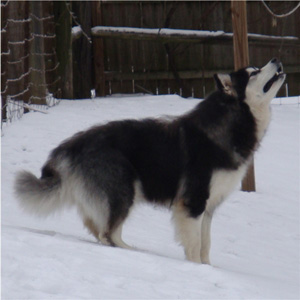 Hudsons Malamutes - Kinji 