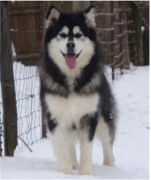 Hudsons Malamutes - Kinji 