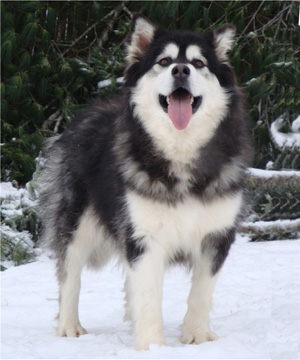 Hudsons Malamutes - Kinji 