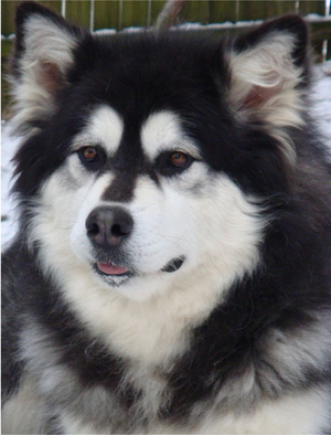 Hudsons Malamutes - Kinji 