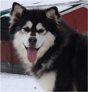 Hudsons Malamutes - Kinji 