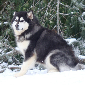 Hudsons Malamutes - Kinji 