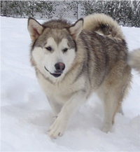 Hudsons Malamutes - Knut