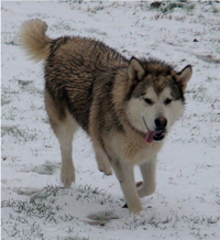 Hudsons Malamutes - Knut