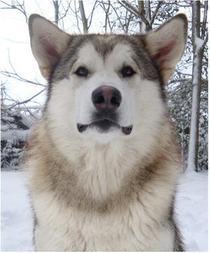 Hudsons Malamutes - Knut