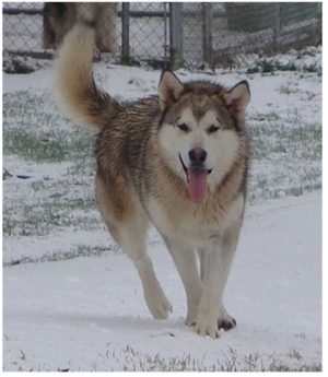 Hudsons Malamutes - Knut