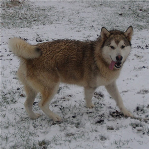 Hudsons Malamutes - Knut