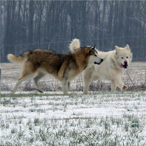 Hudsons Malamutes - Knut