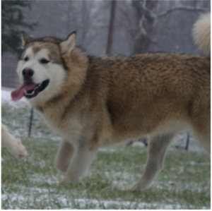 Hudsons Malamutes - Knut