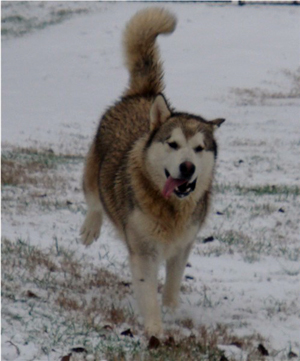 Hudsons Malamutes - Knut