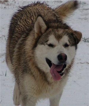 Hudsons Malamutes - Knut