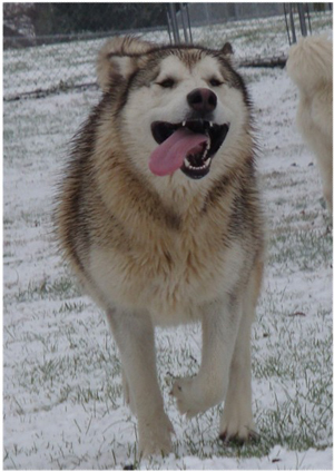 Hudsons Malamutes - Knut