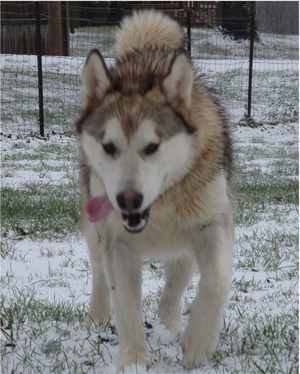 Hudsons Malamutes - Knut