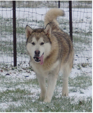 Hudsons Malamutes - Knut